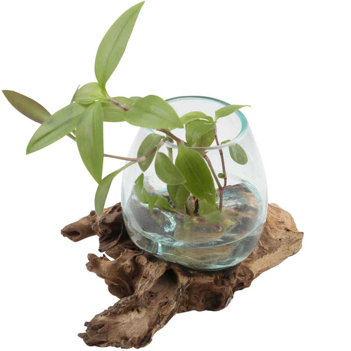 Glass vase on root wood A12