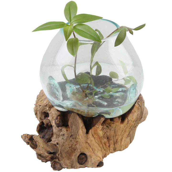 Glass vase on root wood A20